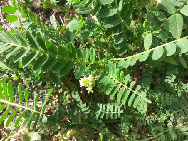 Astragalus boeticus / Astragalo spagnolo